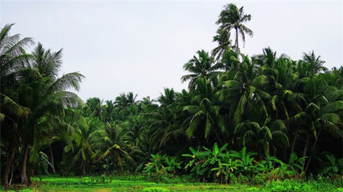 手游菜鸟玩刀技巧怎么玩（手游菜鸟玩刀技巧怎么玩视频）
